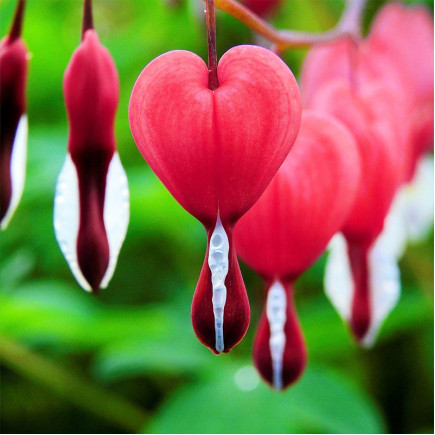 Діцентра spectabilis Valentine