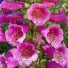 Дігіталіс (Наперстянка) purpurea Virtuoso Rose