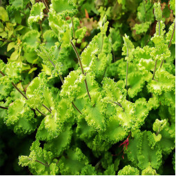 Дубровник Crispum Marginatum