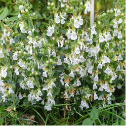 Дубровник обыкновенный Albiflora