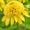 Ехінацея Meteor Yellow