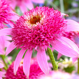 Ехінацея Pink Double Delight