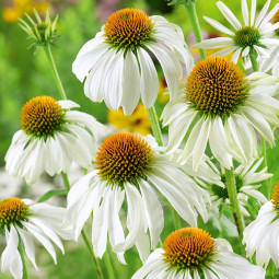 Ехінацея Purpurea White Swan