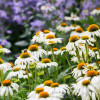 Ехінацея Purpurea White Swan