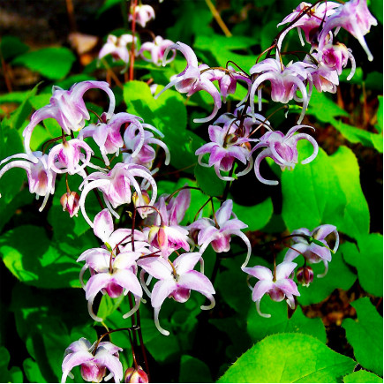 Епімедіум Asiatic Hybrid