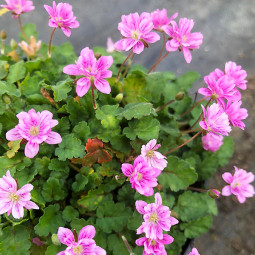 Эродиум (аистник) Flore Pleno