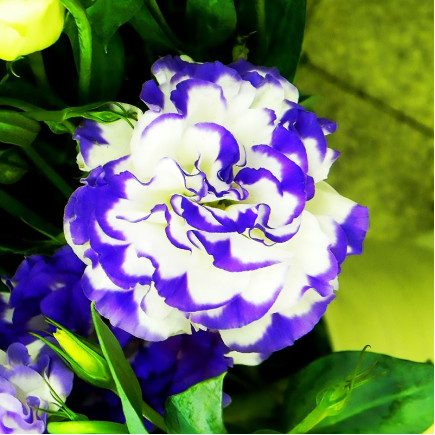Еустома Arena Purple Picotee