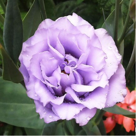 Еустома Corelli Lavender