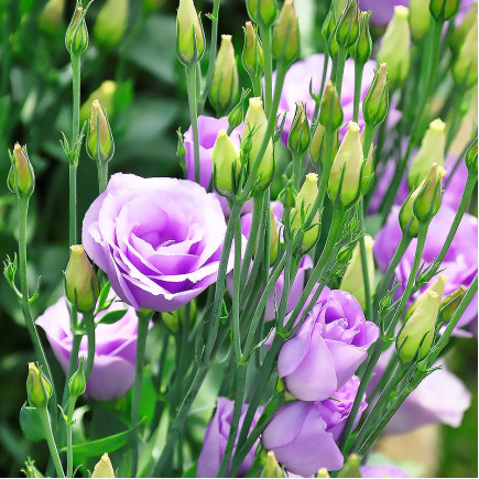 Еустома Croma Lavender
