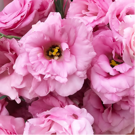 Еустома Rosita Pink
