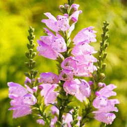 Фізостегія Variegata