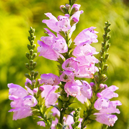 Фізостегія Variegata