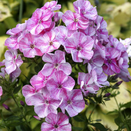 Флокс Freckle Pink Shades