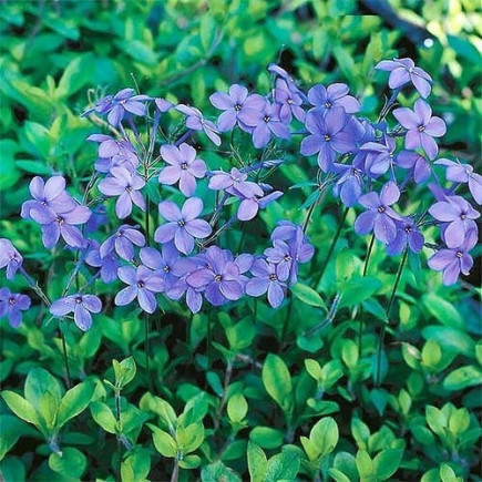 Флокс Stolonifera Purpurea Purple