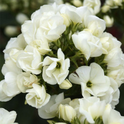 Флокс Tiara