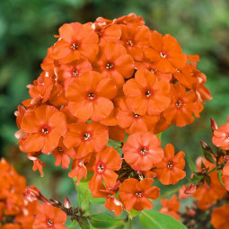 Флокс Orange Perfection