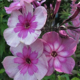 Флокс Magic Blue