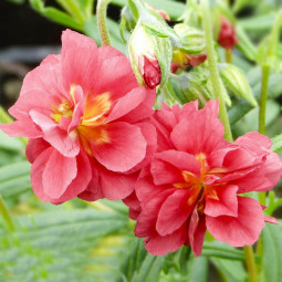 Геліантемум Cerise Queen