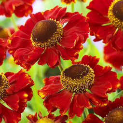 Геленіум Red Jewel