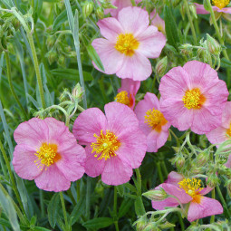 Геліантемум Lawrenson's Pink