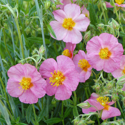 Геліантемум Lawrenson's Pink