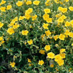 Геліантемум Wisley Primrose