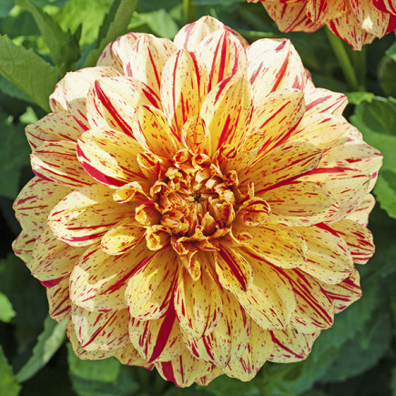 Жоржина високоросла Cambridge