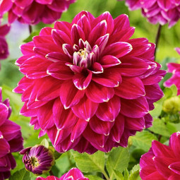 Жоржина Maldini