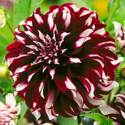 Жоржина декоративна Mystery Day