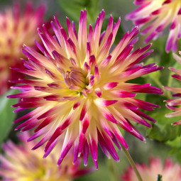 Жоржина Кактусова Tahiti Sunrise