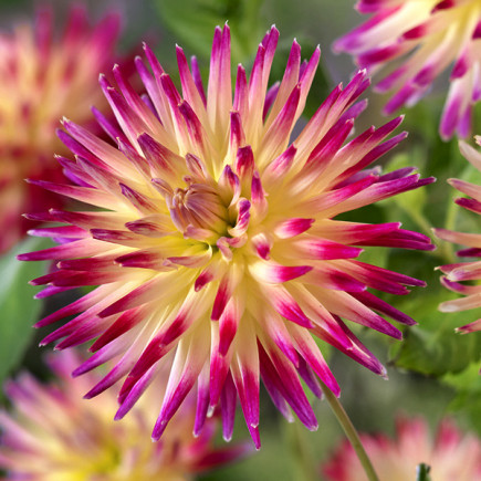 Жоржина Кактусова Tahiti Sunrise