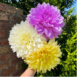 Комплект бульб жоржин Абсолютний Топ