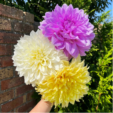 Комплект бульб жоржин Абсолютний Топ