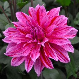 Жоржина Babylon Lilac Gevlamd