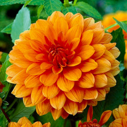 Жоржина Berliner Orange