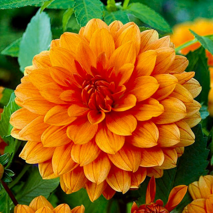 Жоржина Berliner Orange