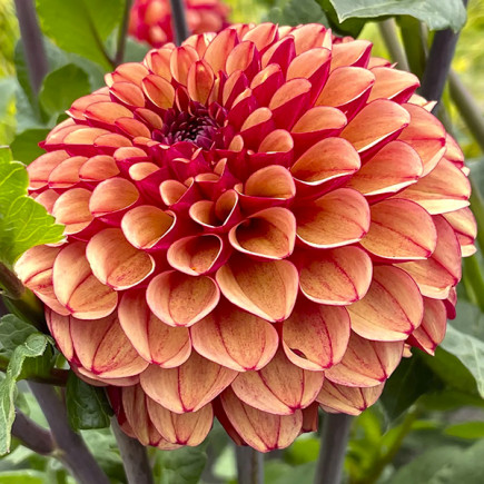 Жоржина Creme de Cognac