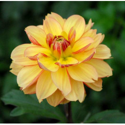 Жожина Garden Time