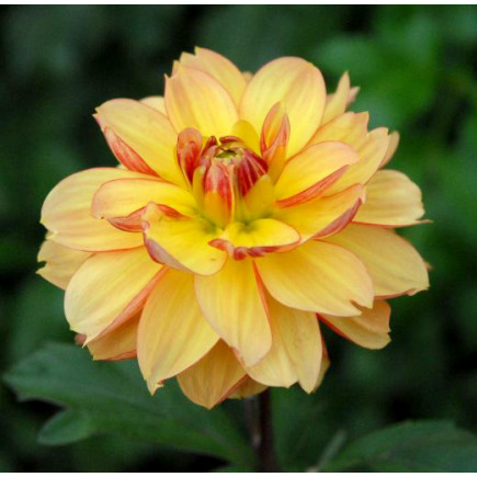 Жожина Garden Time