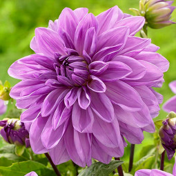 Жоржина Lavender Perfection