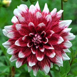 Жоржина Striped Duet