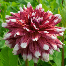 Жоржина Striped Duet