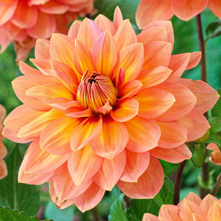 Жоржина Nicholas