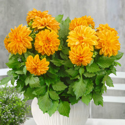 Георгина низкорослая Summer Flame