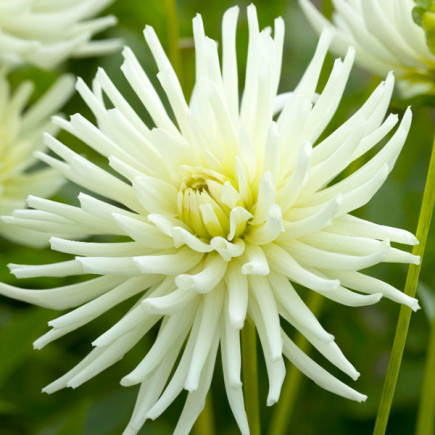 Жоржина Кактусова Playa Blanca