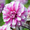 Георгина низкорослая Priceless Pink