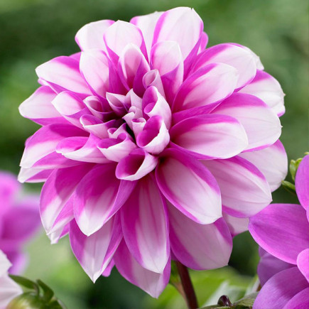 Георгина низкорослая Priceless Pink