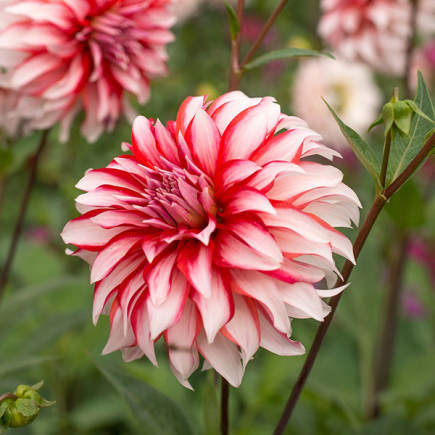 Жоржина Santa Claus