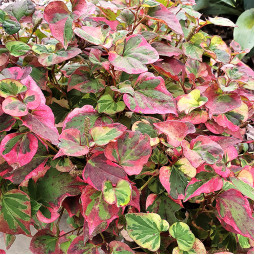Хауттюйнія серцеподібна Variegata (Варієгата)