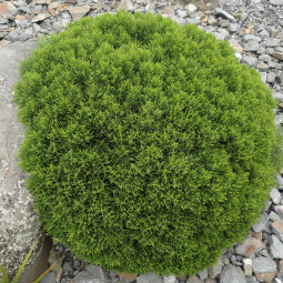 Хебе кипарисовидна (Hebe cupressoides)